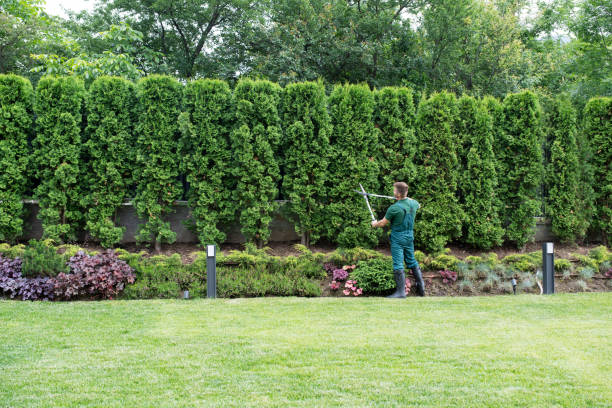 Best Pest Control for Lawns  in Man, WV